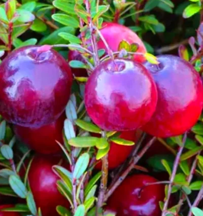 Клюква Пилигрим