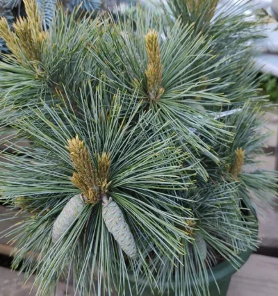 Сосна веймутова Макопін /Pinus strobus Macopin