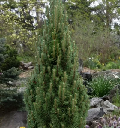 Сосна чорна Річард / Pinus nigra 'Richard