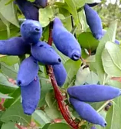 Жимолость Бакчарский великан