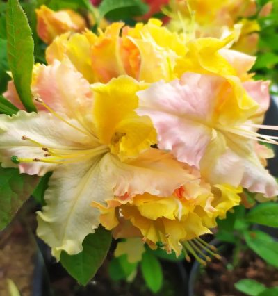 Азалия Маяро