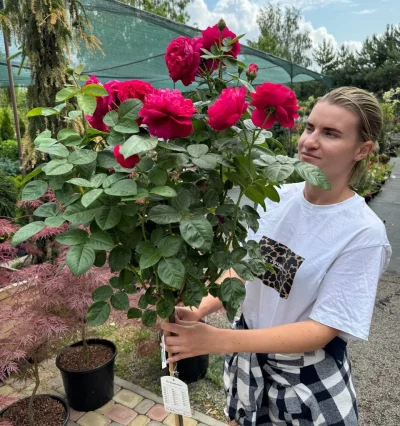 Троянда Аскот