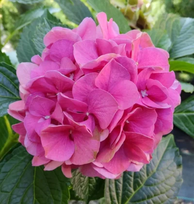 Гортензія Ред Сенсейшен, Hydrangea mac. "Red Sensation"