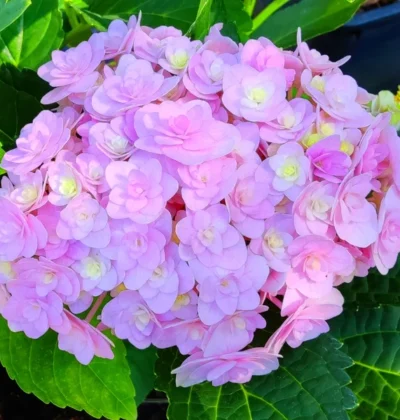 Гортензія макрофіла Азуро, Hydrangea macr. Doppio "Azzurro"