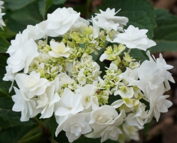 Гортензія Допіо Б'янко, Hydrangea m. Doppio Bianco