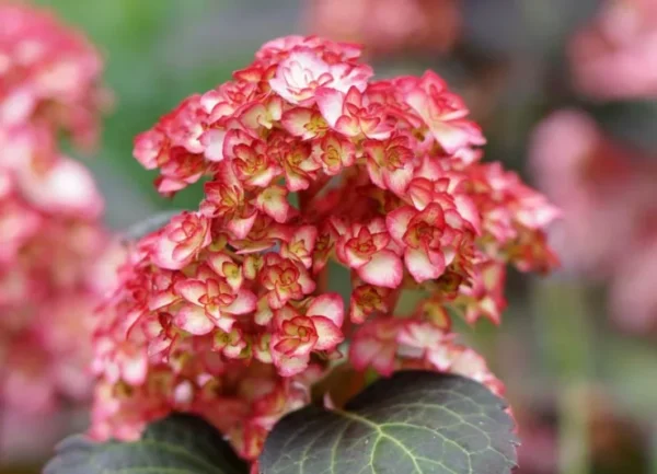 Гортензія Міс Саорі, Hydrangea macrophylla Miss Saori