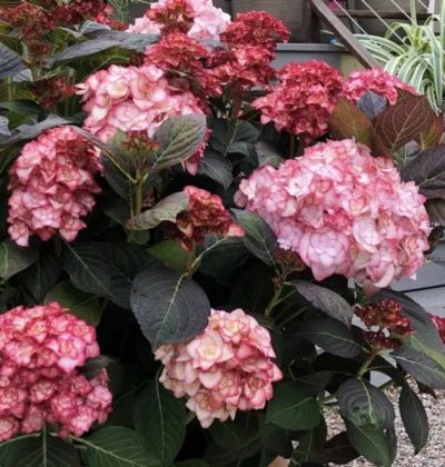 Гортензія Міс Саорі, Hydrangea macrophylla Miss Saori