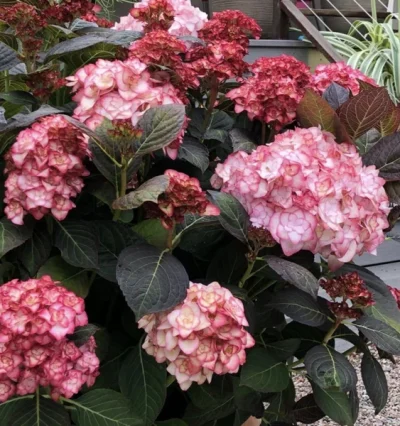 Гортензія Міс Саорі, Hydrangea macrophylla Miss Saori