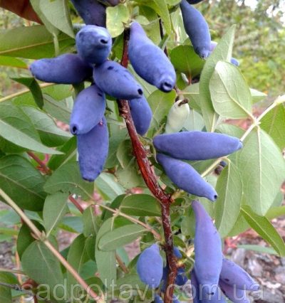Саджанці жимолості Сільгінка
