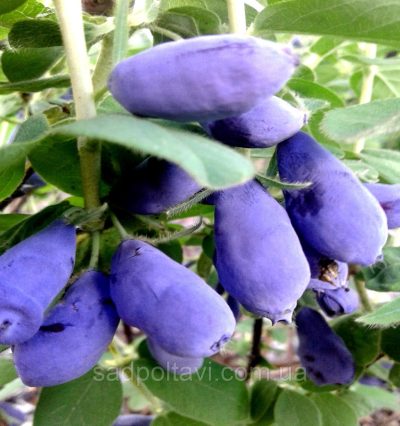 Саженцы жимолости Хоней би 3-л летние в конт. 5л