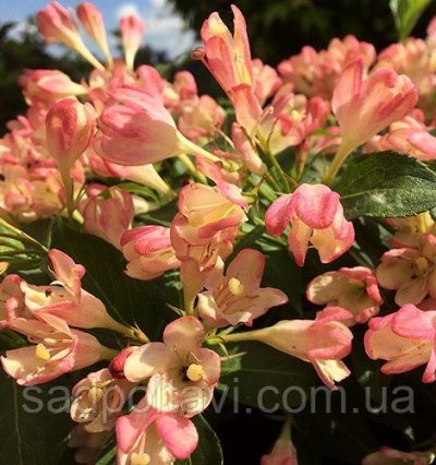 Вейгела Ол Саммер Піч