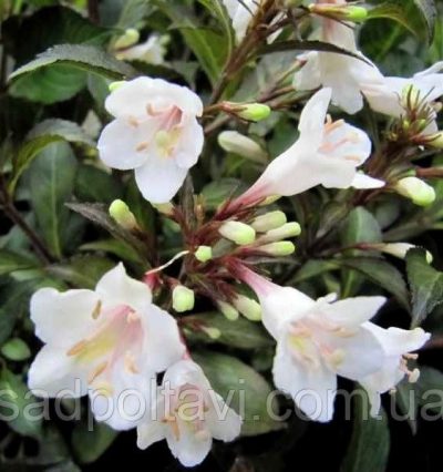 Вейгелла Блек енд Вайт