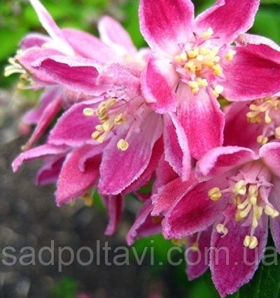 Дейция Меджішн