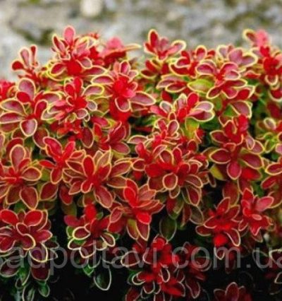 Барбарис Тунберга Адмірейшен