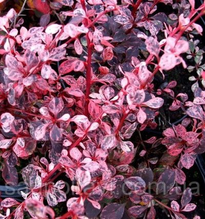 Барбарис Арлекін