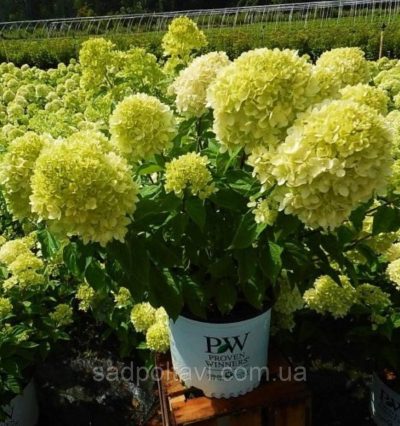 Гортензія волотиста Літл Лайм Little Lime