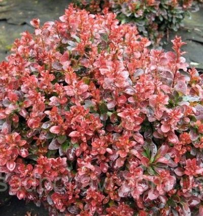 Саджанці барбарису тунберга Багател