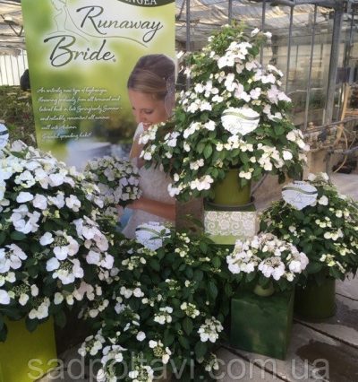 Гортензія Білосніжка