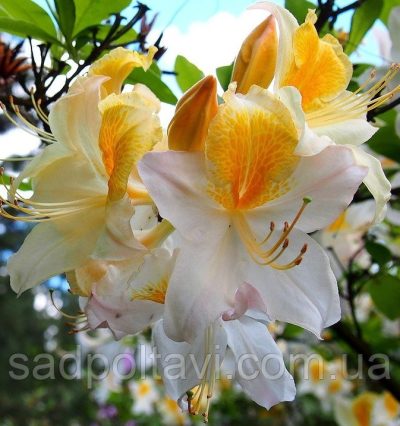 Азалия гібридна Північний привіт вогнів