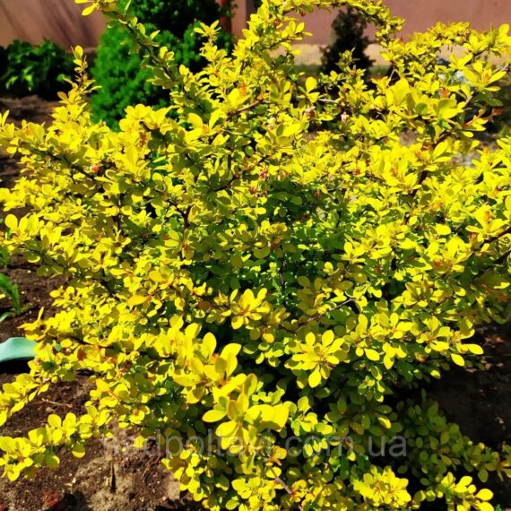 Барбарис Голдалита /Berberis thunb. 'Goldalita'/ в конт. 2л