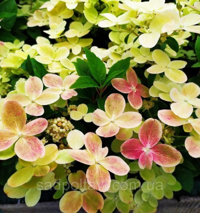 Гортензія Полярна зірка