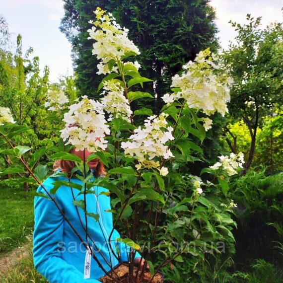 Гортензія ароматна доллі (hydrangea paniculata dolly) в конт.5л Детальніше: https://sadpoltavi.com.ua/p1111566091-gortenziya-aromatnaya-dolli.html