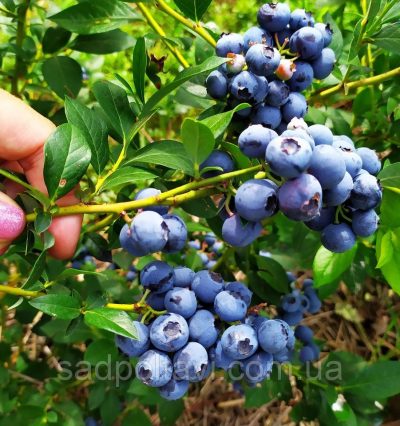 Саджанці лохини Река