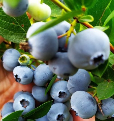 Саженцы голубики Нельсон