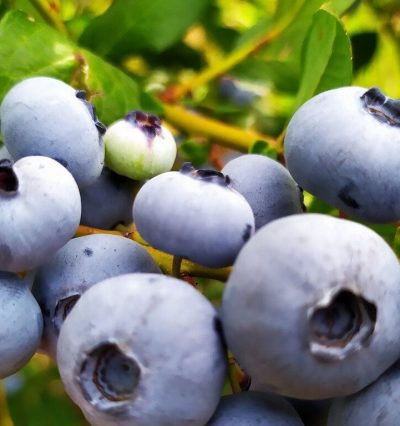 Саджанці лохини Елізабет