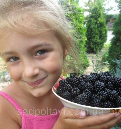 Саджанці ожини Потрійна корона