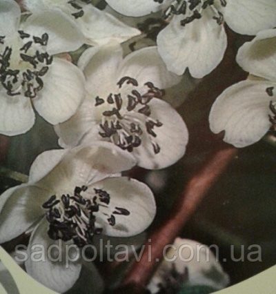 Актинідія аргута Дон жуан