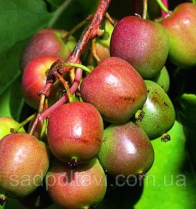 Актинідія аргута Женева