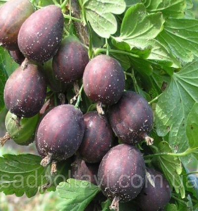 Агрус Неслухівскій