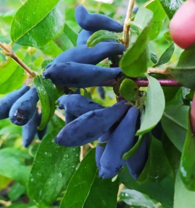 жимолість Стрежевчанка