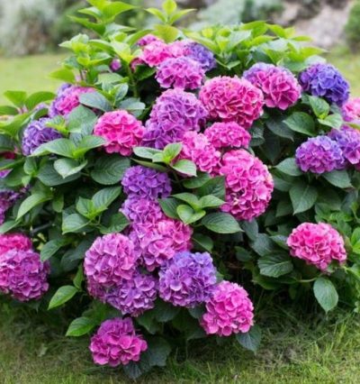 Гортензия крупнолистная Блум Стар Пинк, С12