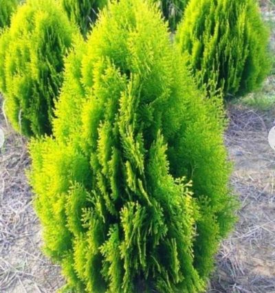 Саджанці туї Аурі Нана