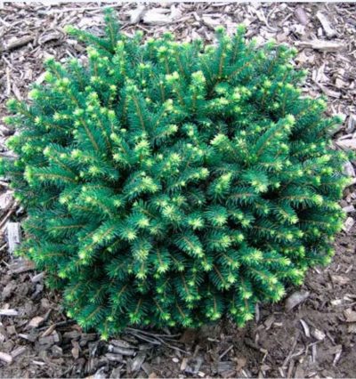 Ель сербская Карел