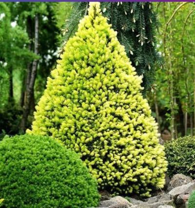 Ель сербская Дейзи Уайт