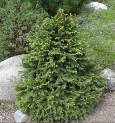 Ель канадская Коника