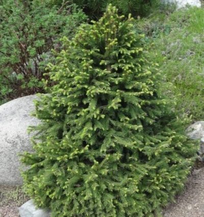 Ялина канадська Коніка