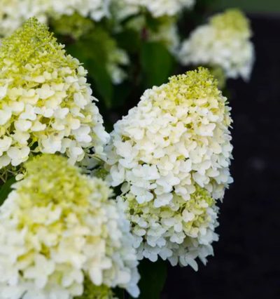 саженцы гортензии метельчатой Суга Раш