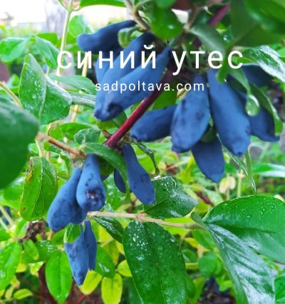 Жимолість Синя Скеля