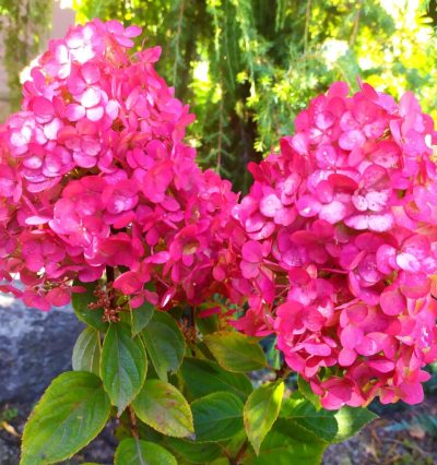 Гортензия Самарская Лидия