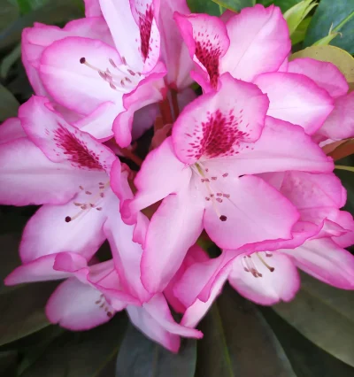 Рододендрон "Hachmanns Charmant"