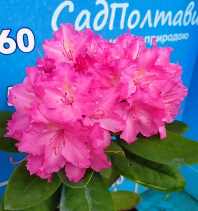 Рододендрон Люмина