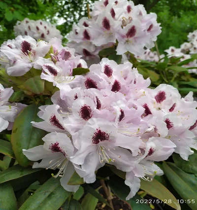 Рододендрон Калсап