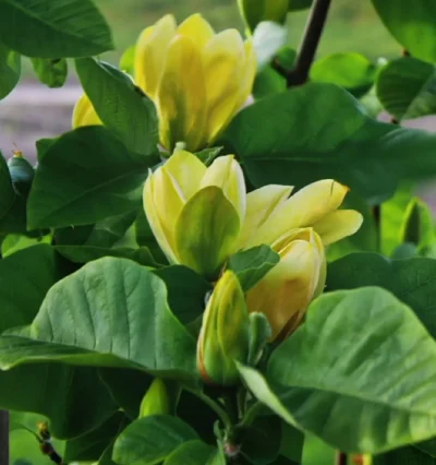 Магнолия Еллоу Бирд