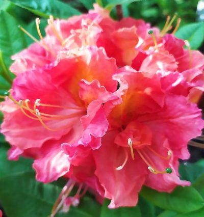 Азалия гибридная Жанета