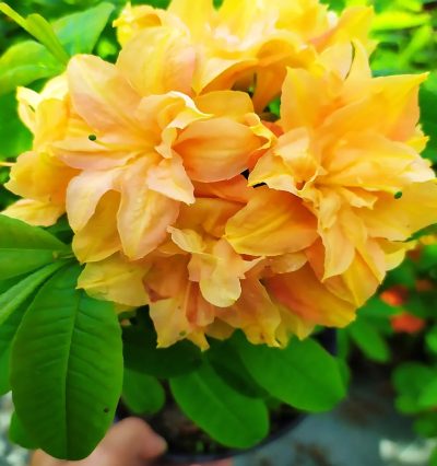 Азалія гібридна Кардас "Csardas" гібридна "Csardas"