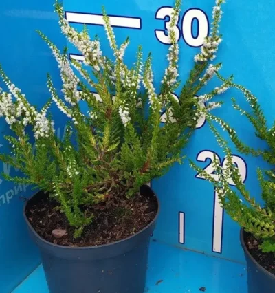 Вереск Аурелия